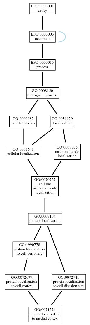 Graph of GO:0071574