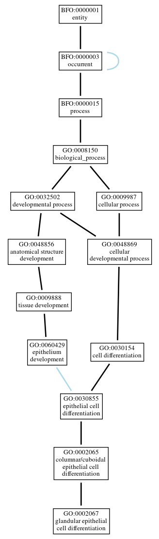 Graph of GO:0002067