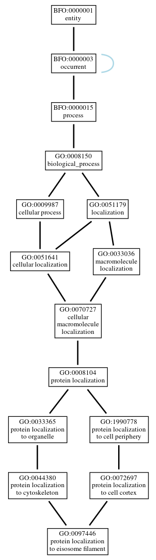 Graph of GO:0097446