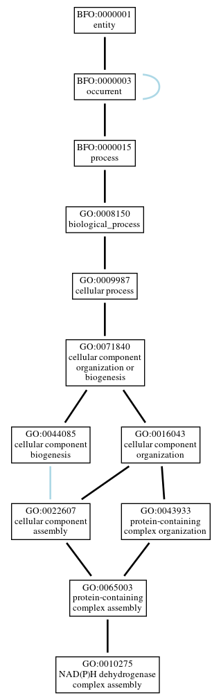 Graph of GO:0010275