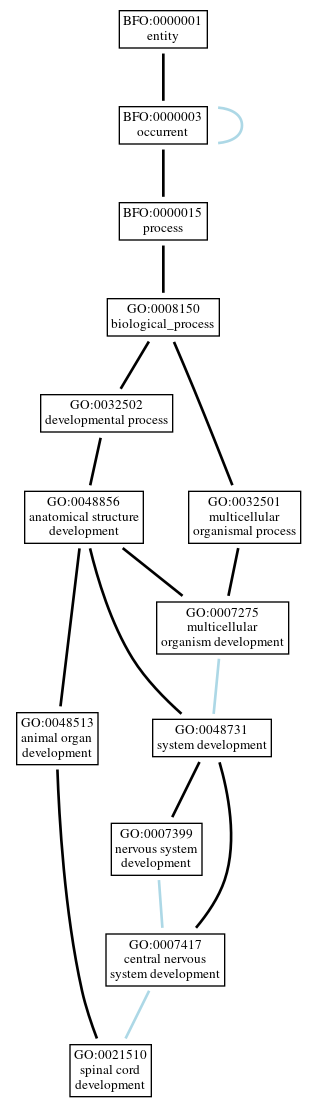 Graph of GO:0021510
