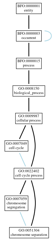 Graph of GO:0051304