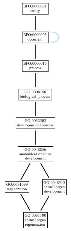 Graph of GO:0031100