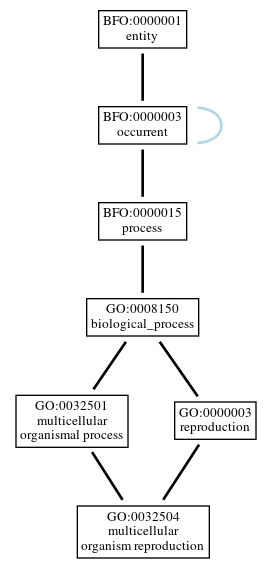 Graph of GO:0032504