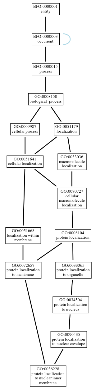 Graph of GO:0036228