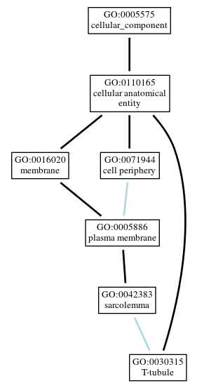 Graph of GO:0030315