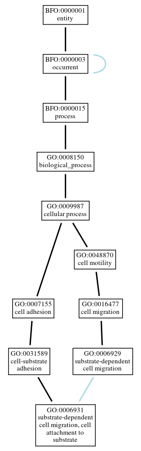 Graph of GO:0006931
