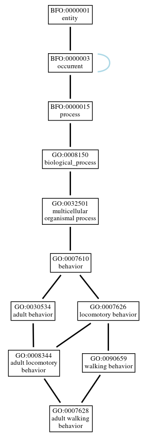 Graph of GO:0007628