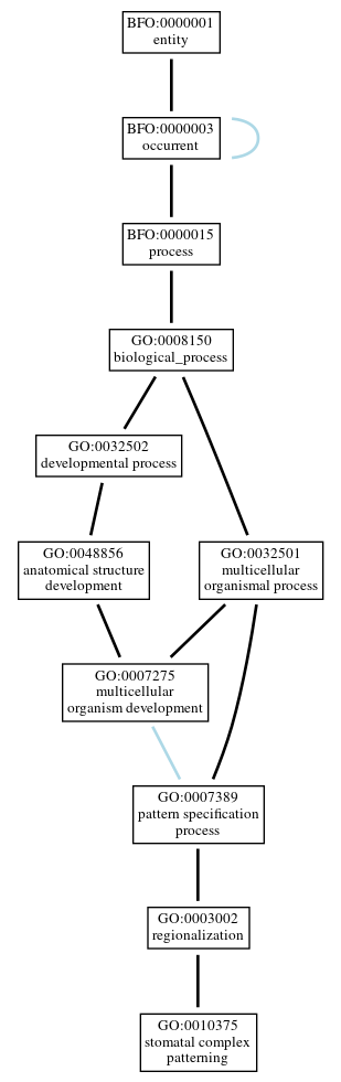 Graph of GO:0010375