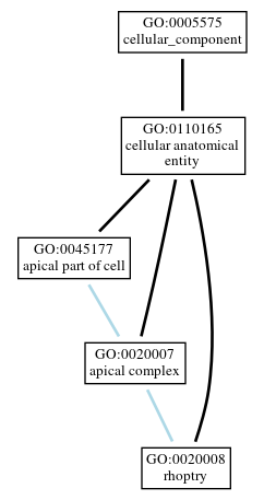 Graph of GO:0020008