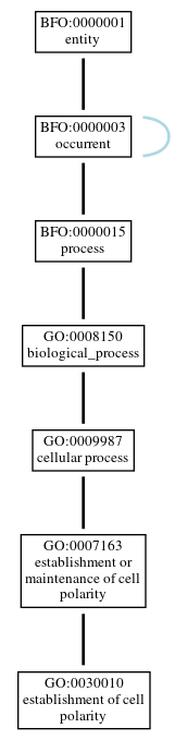 Graph of GO:0030010