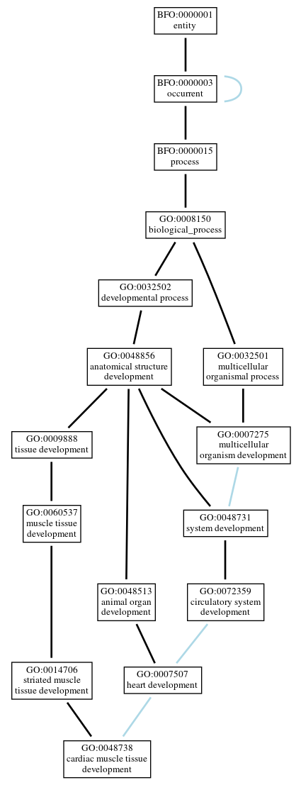 Graph of GO:0048738