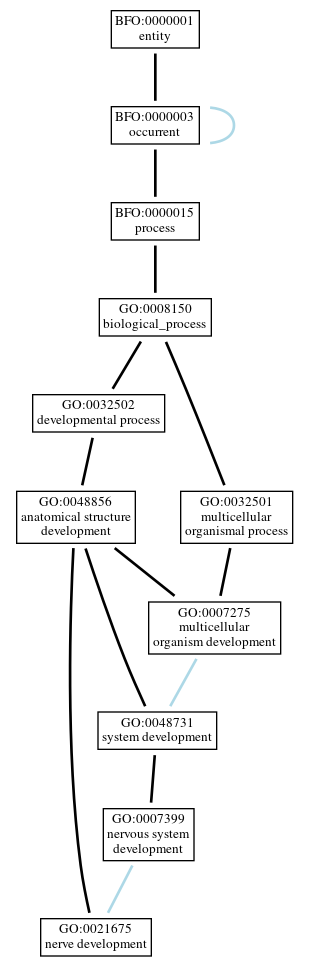 Graph of GO:0021675
