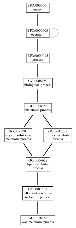 Graph of GO:0010166