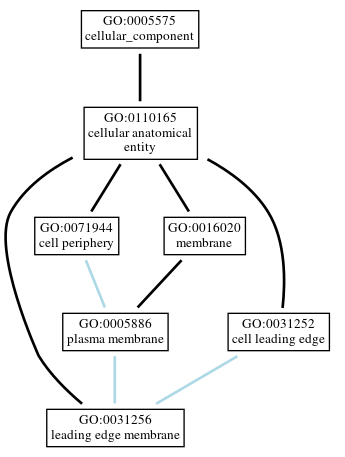 Graph of GO:0031256