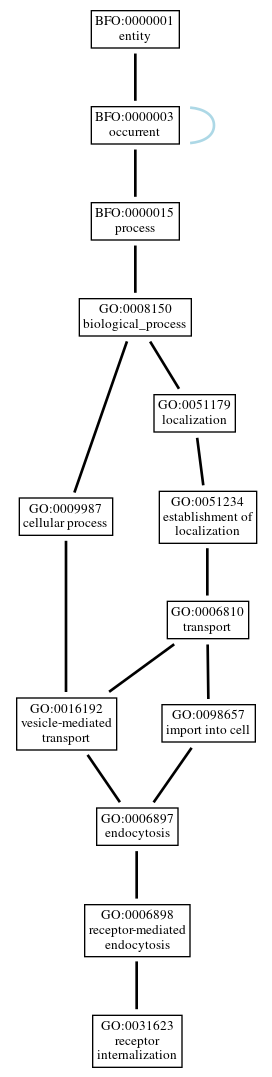 Graph of GO:0031623