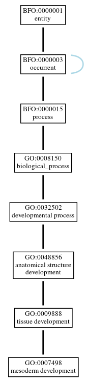 Graph of GO:0007498