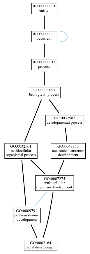 Graph of GO:0002164