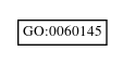 Graph of GO:0060145