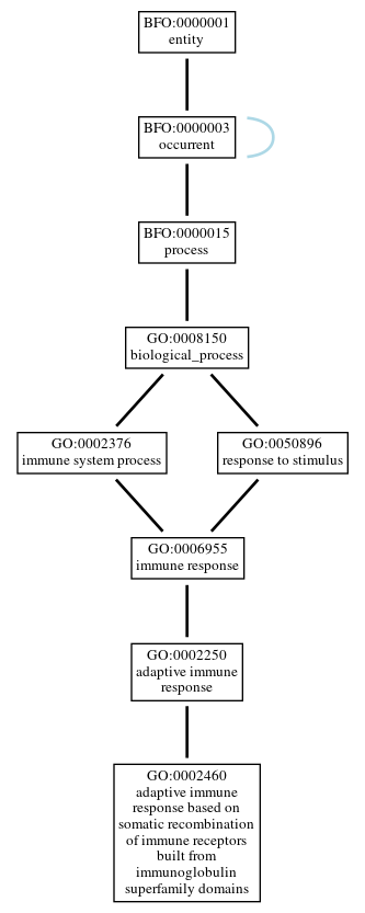 Graph of GO:0002460