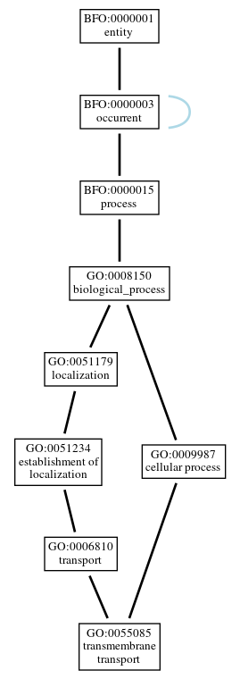 Graph of GO:0055085