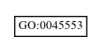 Graph of GO:0045553