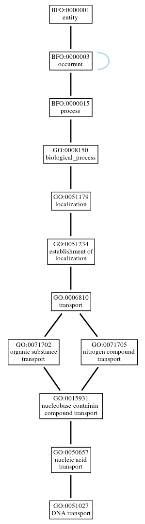 Graph of GO:0051027