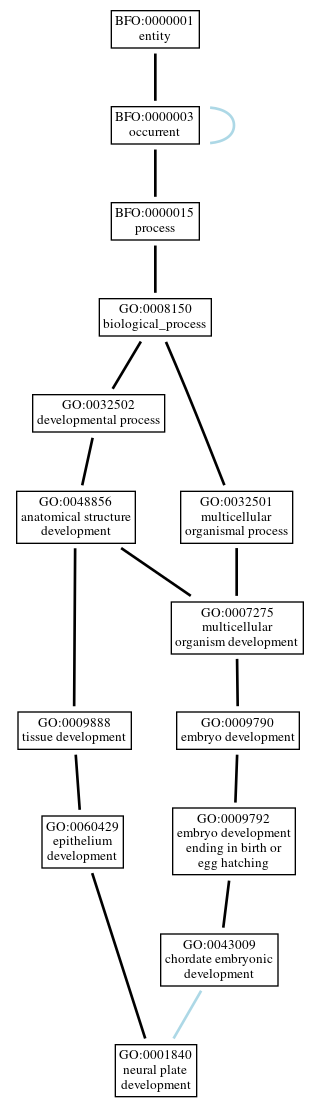 Graph of GO:0001840
