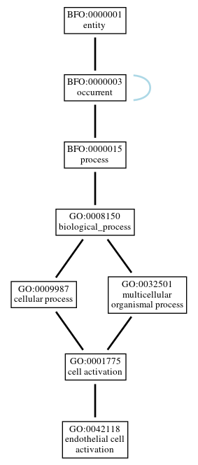 Graph of GO:0042118