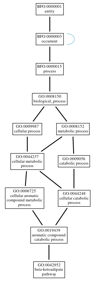 Graph of GO:0042952