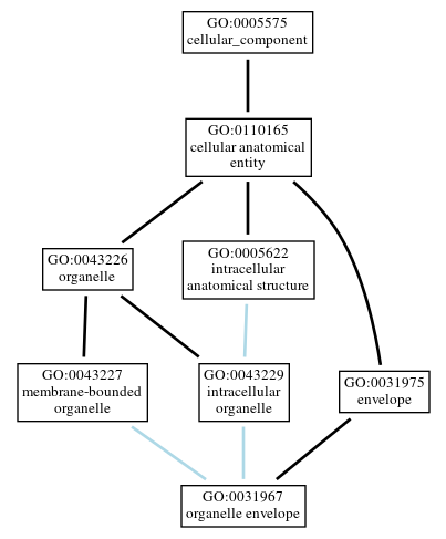 Graph of GO:0031967