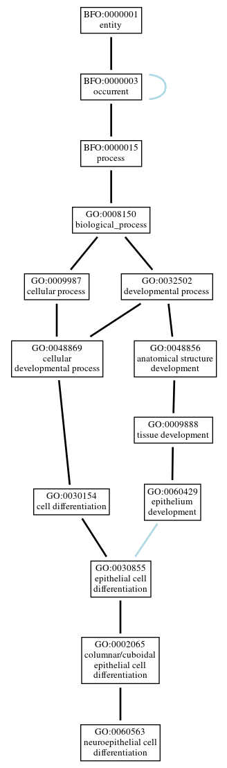 Graph of GO:0060563