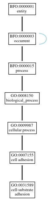 Graph of GO:0031589
