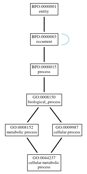 Graph of GO:0044237