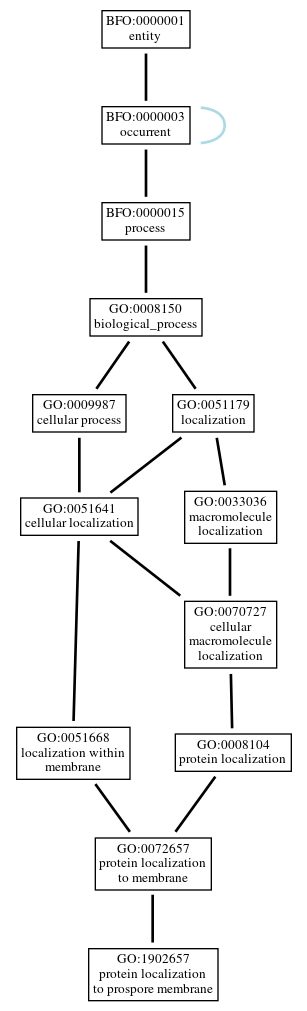 Graph of GO:1902657