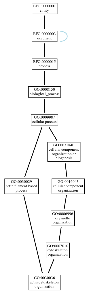 Graph of GO:0030036