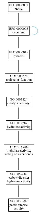 Graph of GO:0030599