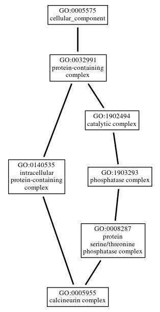 Graph of GO:0005955