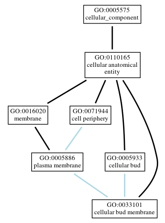 Graph of GO:0033101