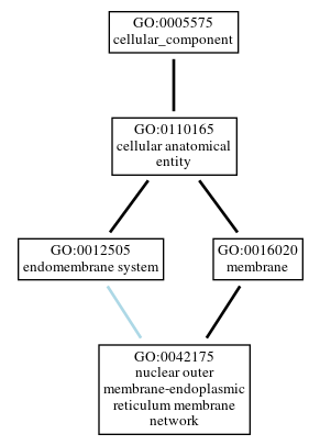 Graph of GO:0042175
