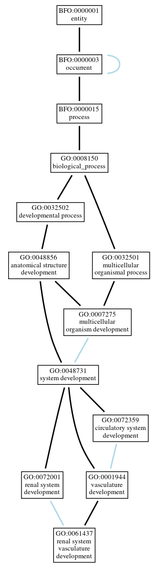 Graph of GO:0061437