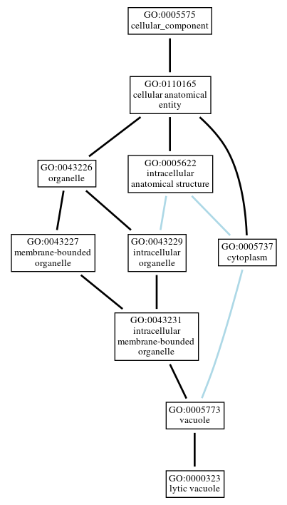 Graph of GO:0000323