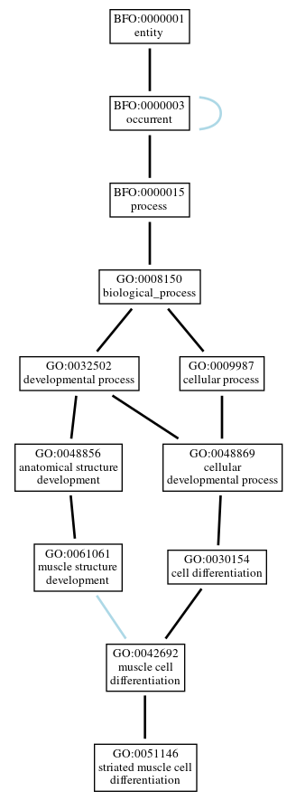Graph of GO:0051146
