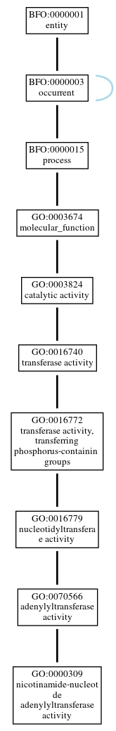 Graph of GO:0000309
