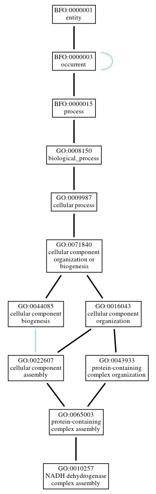 Graph of GO:0010257