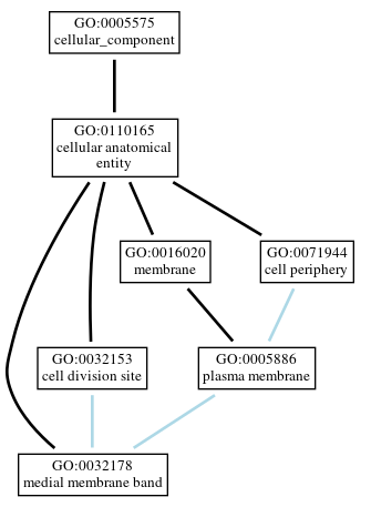 Graph of GO:0032178