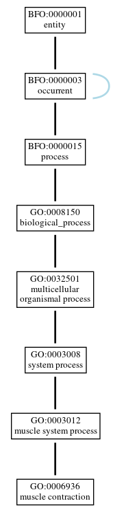 Graph of GO:0006936