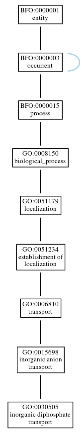 Graph of GO:0030505