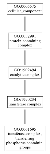 Graph of GO:0061695