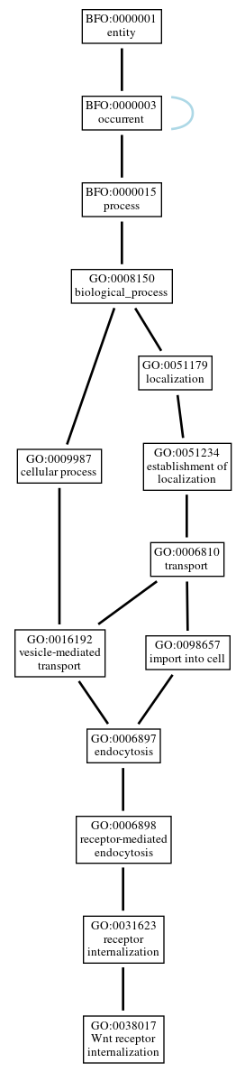 Graph of GO:0038017